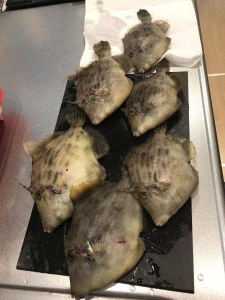 イカからのカワハギ