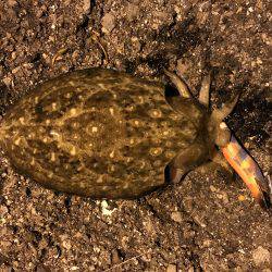 仕事帰りにエギング