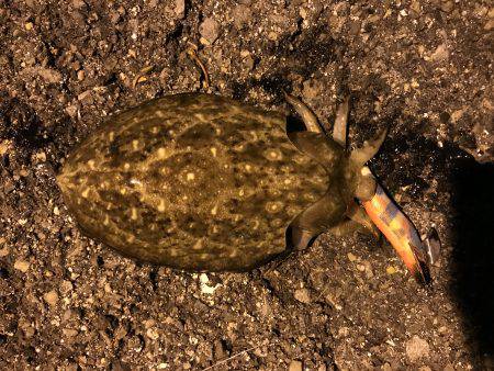 仕事帰りにエギング