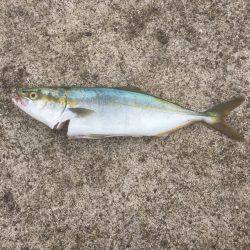 ウキ→ワインド→ショアジギ