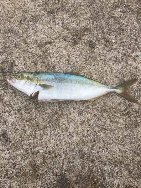 ウキ→ワインド→ショアジギ