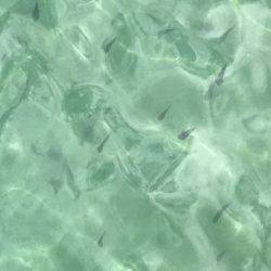 渋いキスさんはどこ?