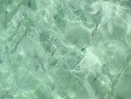 渋いキスさんはどこ?