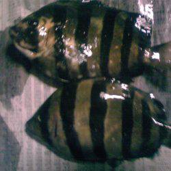 小アジ、小サバちょっと戻ってきた！