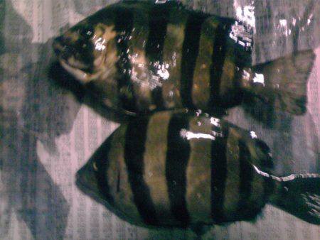 小アジ、小サバちょっと戻ってきた！