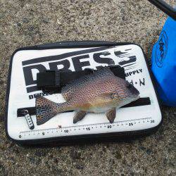 色々釣れましたが・・・小さくて・・・