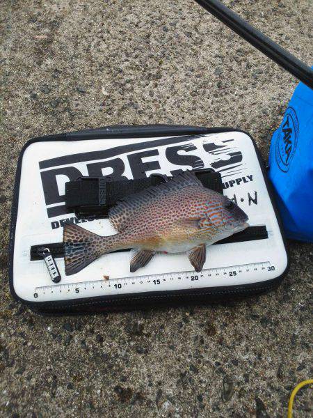 色々釣れましたが・・・小さくて・・・