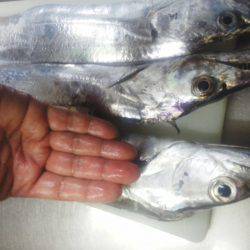 太刀魚入れ食い・・・