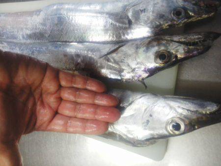 太刀魚入れ食い・・・