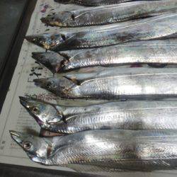 太刀魚ゲット・・・・・