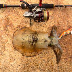 台風後エギング