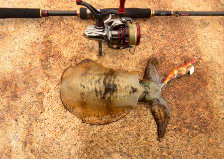 台風後エギング
