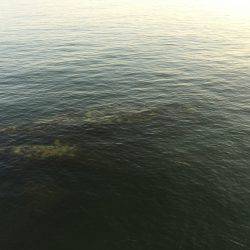 仕事帰りの短時間エギング