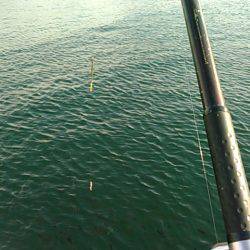 小島養魚場でヒラマサ狙い、初挑戦