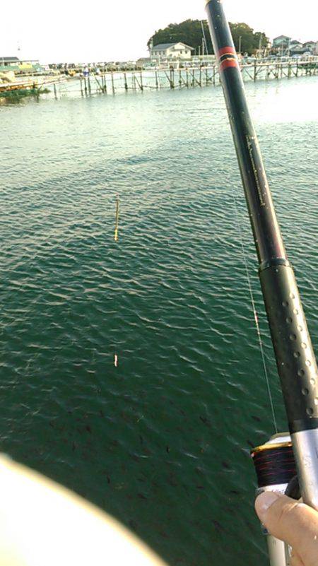 小島養魚場でヒラマサ狙い、初挑戦