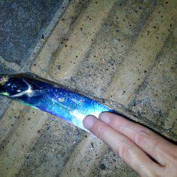 タチウオ釣行　９月編