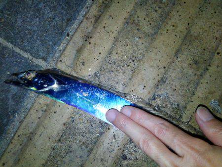 タチウオ釣行　９月編