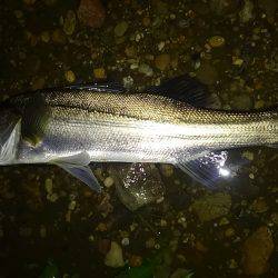 リバーシーバス