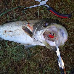 リバーシーバス