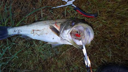 リバーシーバス