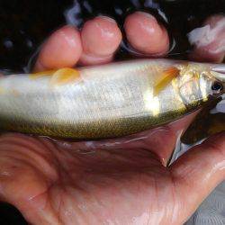 一庫大路次の鮎