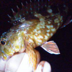 オキアミで根魚