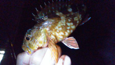 オキアミで根魚