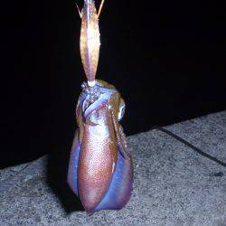 秋の漁港は夜も大賑わい