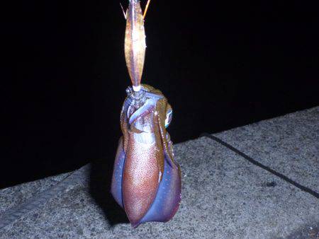 秋の漁港は夜も大賑わい