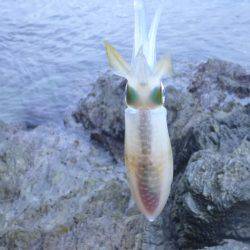 プレッシャーの低い地磯をラン&ガン