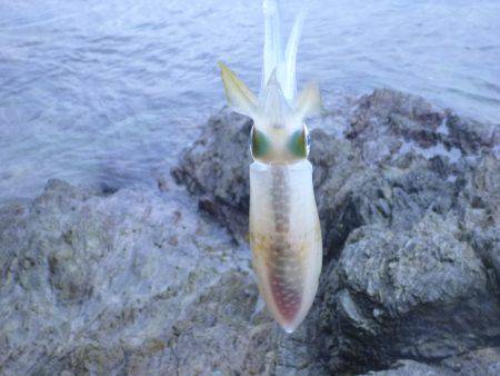 プレッシャーの低い地磯をラン&ガン