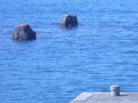 地磯をラン&ガンしてなんとか