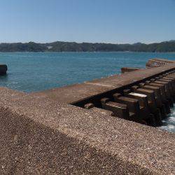 小アジ入れ食い！