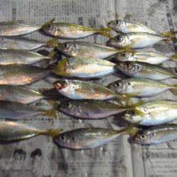 小サバ減り小アジそこそこ