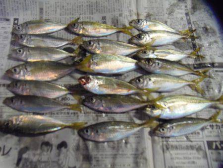 小サバ減り小アジそこそこ