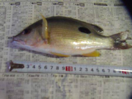 ２０㎝級の小サバいなくなった