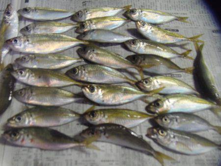 シマアジ爆釣り１０５匹