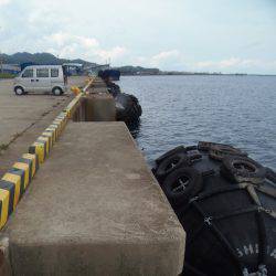新宮港は小サバ、イワシのみ