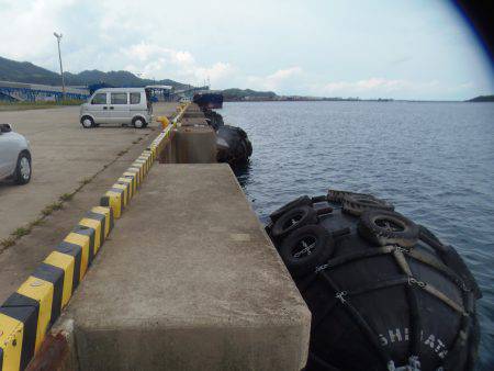 新宮港は小サバ、イワシのみ