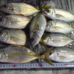 サビキで30㎝超のグレ