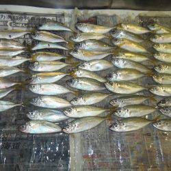 シマアジ２１匹、小アジ４８匹