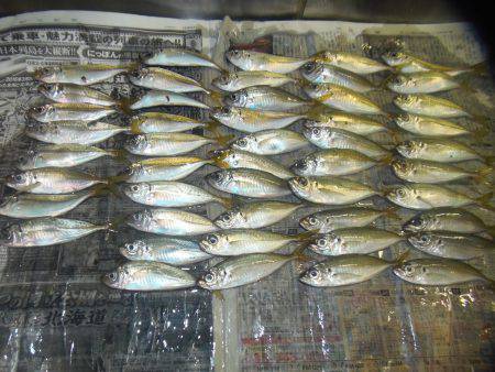 シマアジ２１匹、小アジ４８匹