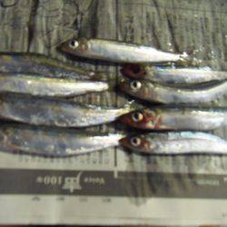 シマアジ25センチ