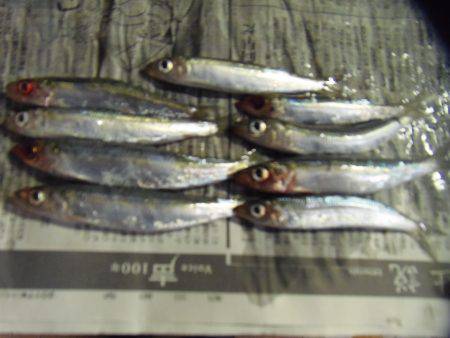 シマアジ25センチ