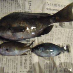 シマアジ２６センチ
