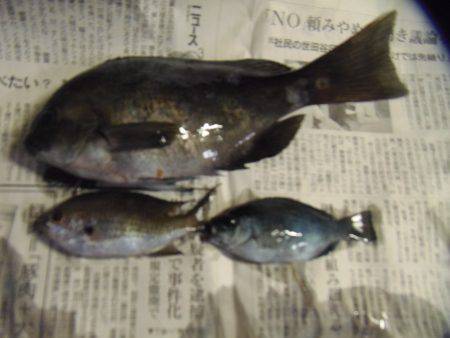 シマアジ２６センチ