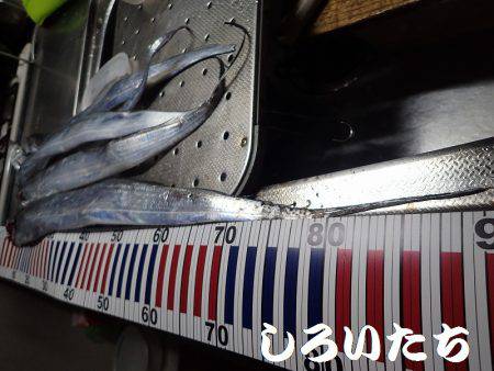 タチウオとマイワシ。