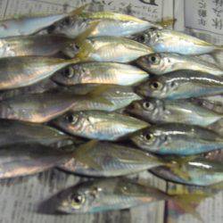 シマアジ少ない