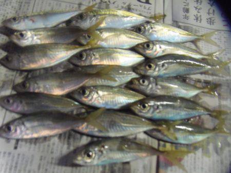 シマアジ少ない