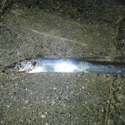 大阪市内へタチウオ釣行